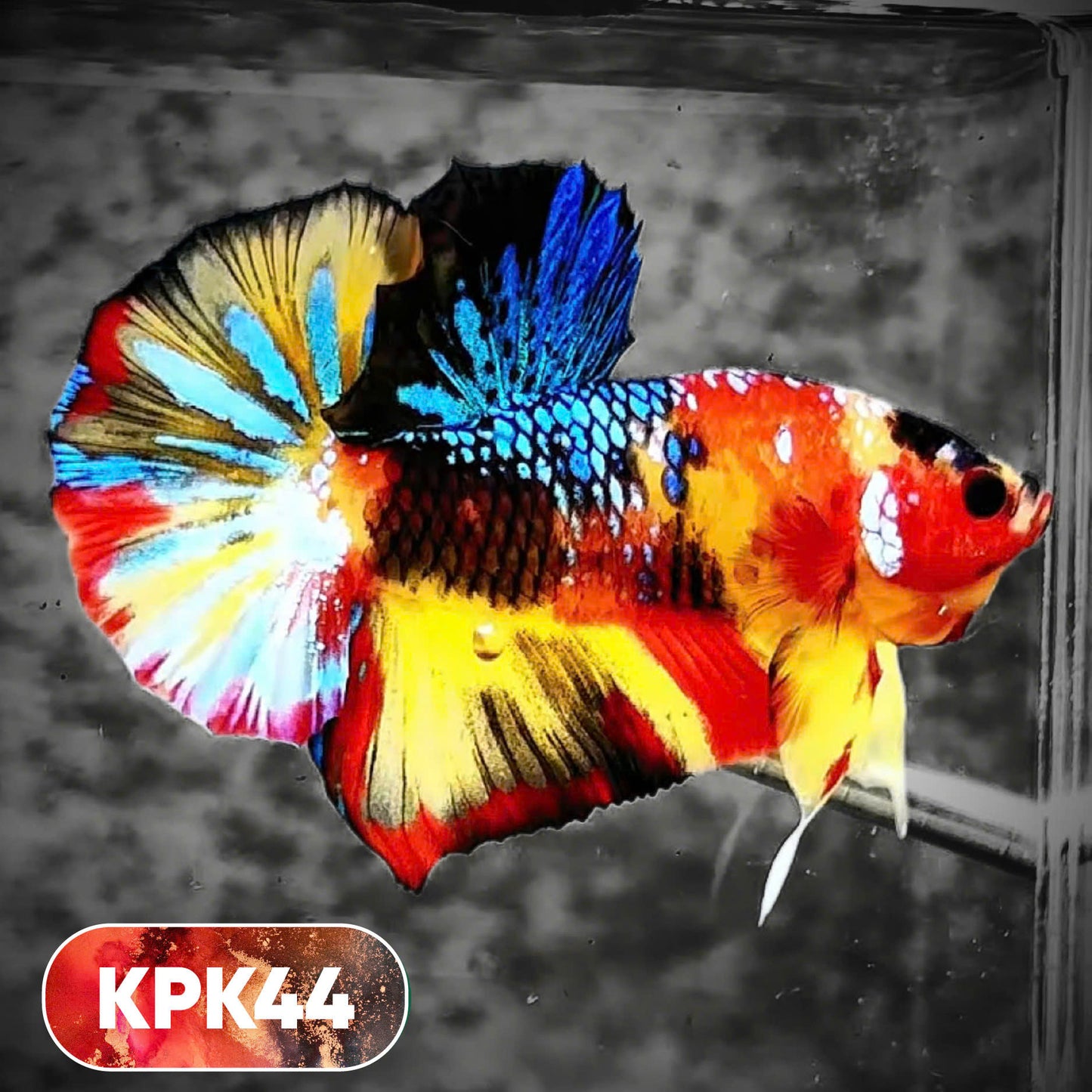 Multicolor Plakat Male Betta Fish |Show Grade|  You Pick Fish