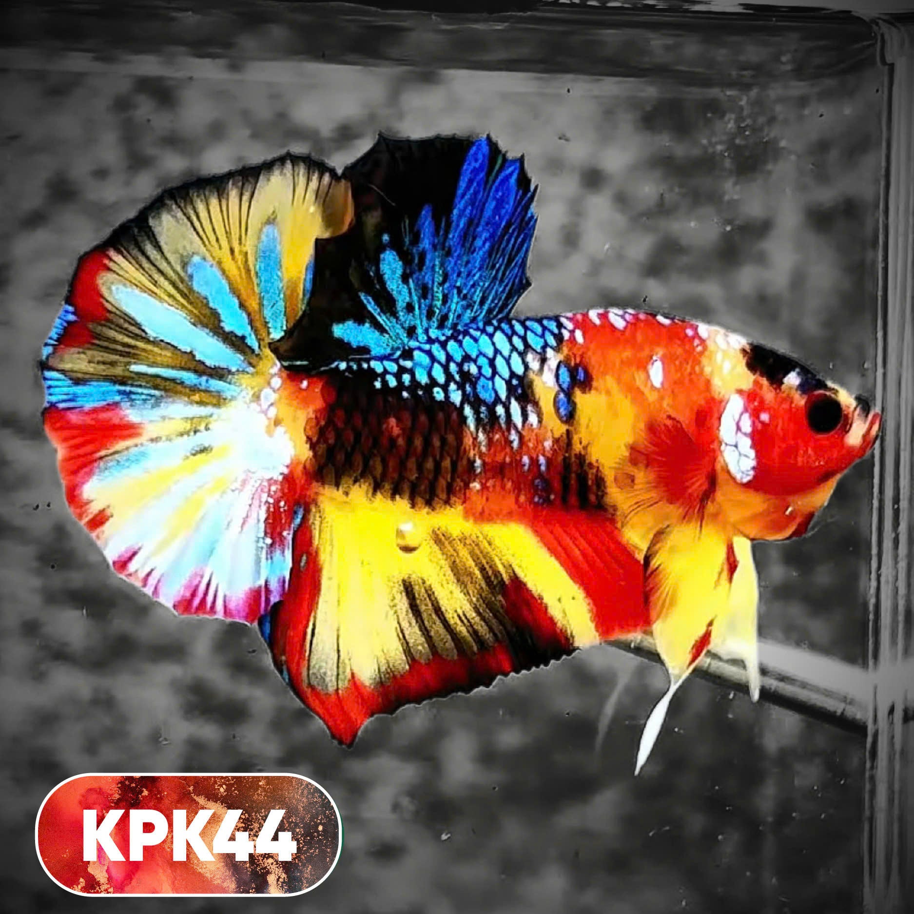 Multicolor Plakat Male Betta Fish |Show Grade|  You Pick Fish