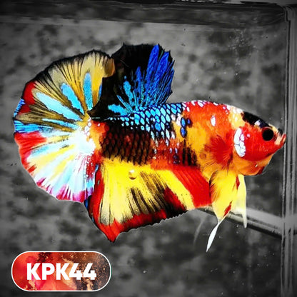 Multicolor Plakat Male Betta Fish |Show Grade|  You Pick Fish