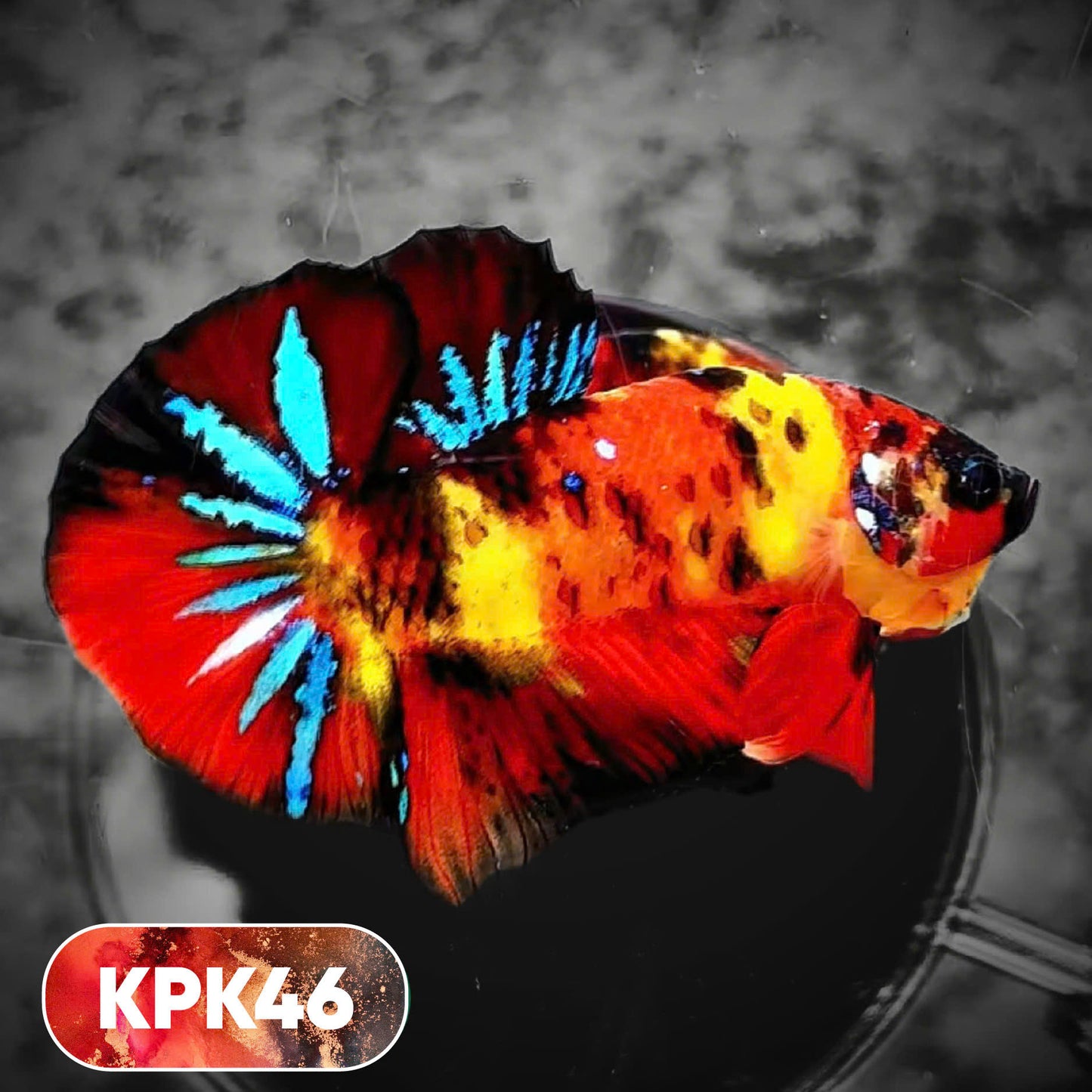 Multicolor Plakat Male Betta Fish |Show Grade|  You Pick Fish