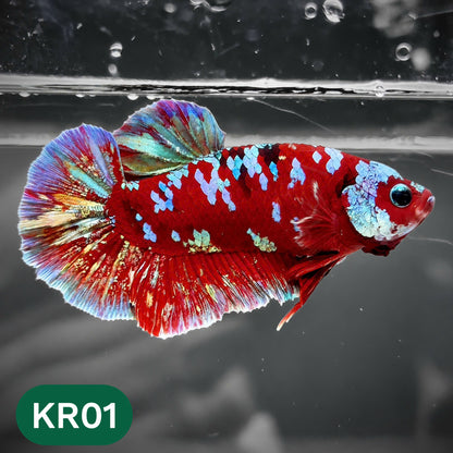 Golden Star Dust Galaxy Plakat Male Betta Fish | Super Rare | You Pick Fish