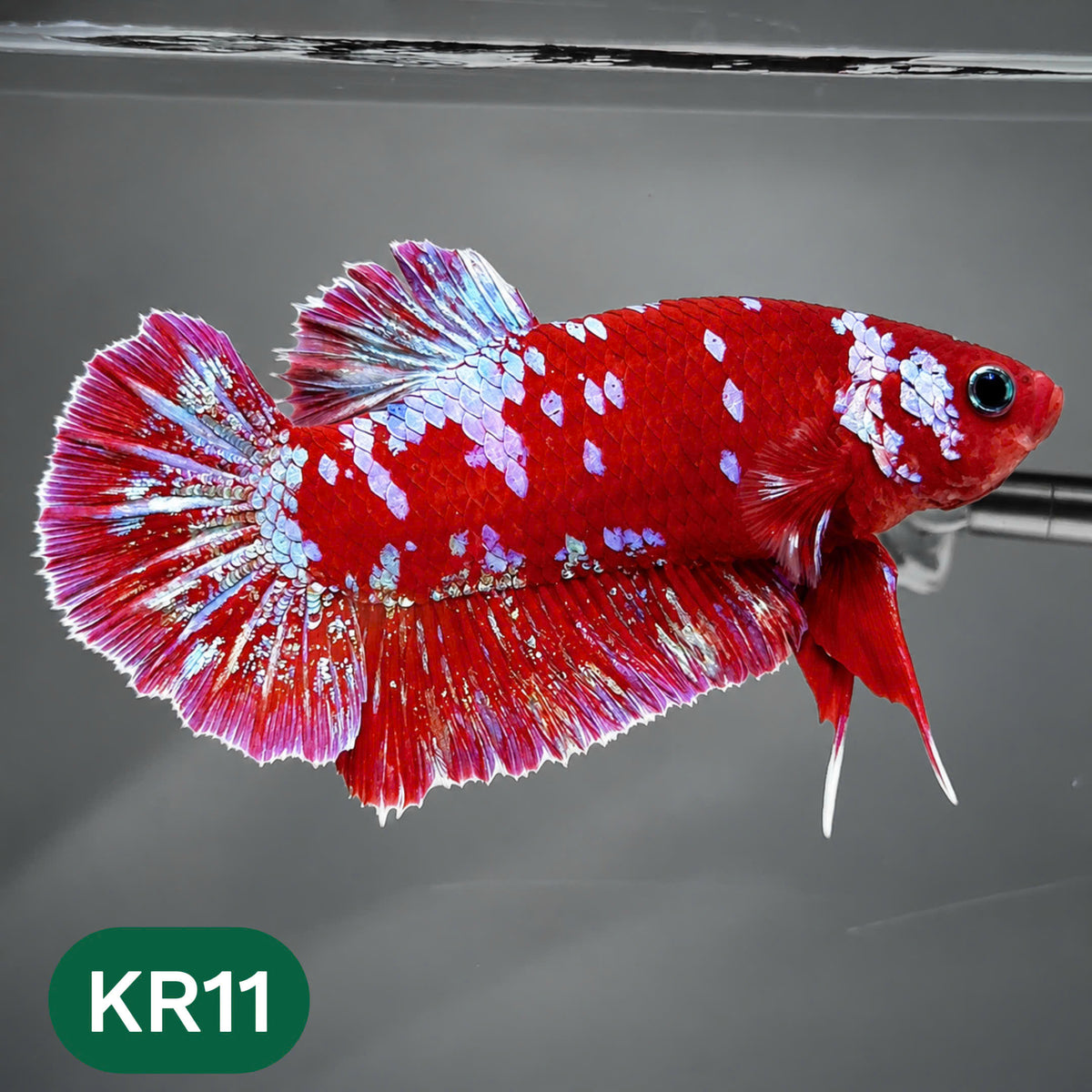 Golden Star Dust Galaxy Plakat Male Betta Fish | Super Rare | You Pick Fish