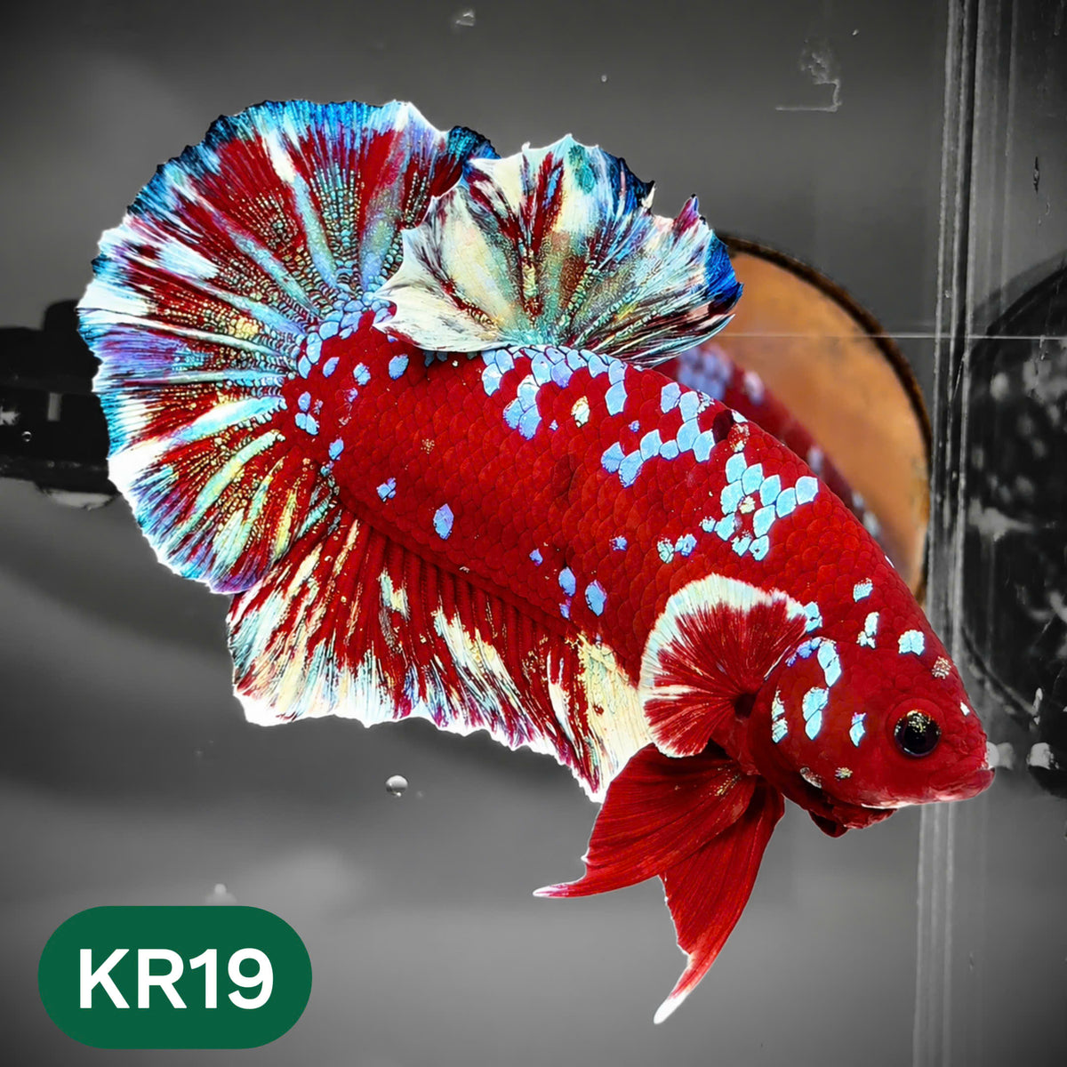 Golden Star Dust Galaxy Plakat Male Betta Fish | Super Rare | You Pick Fish