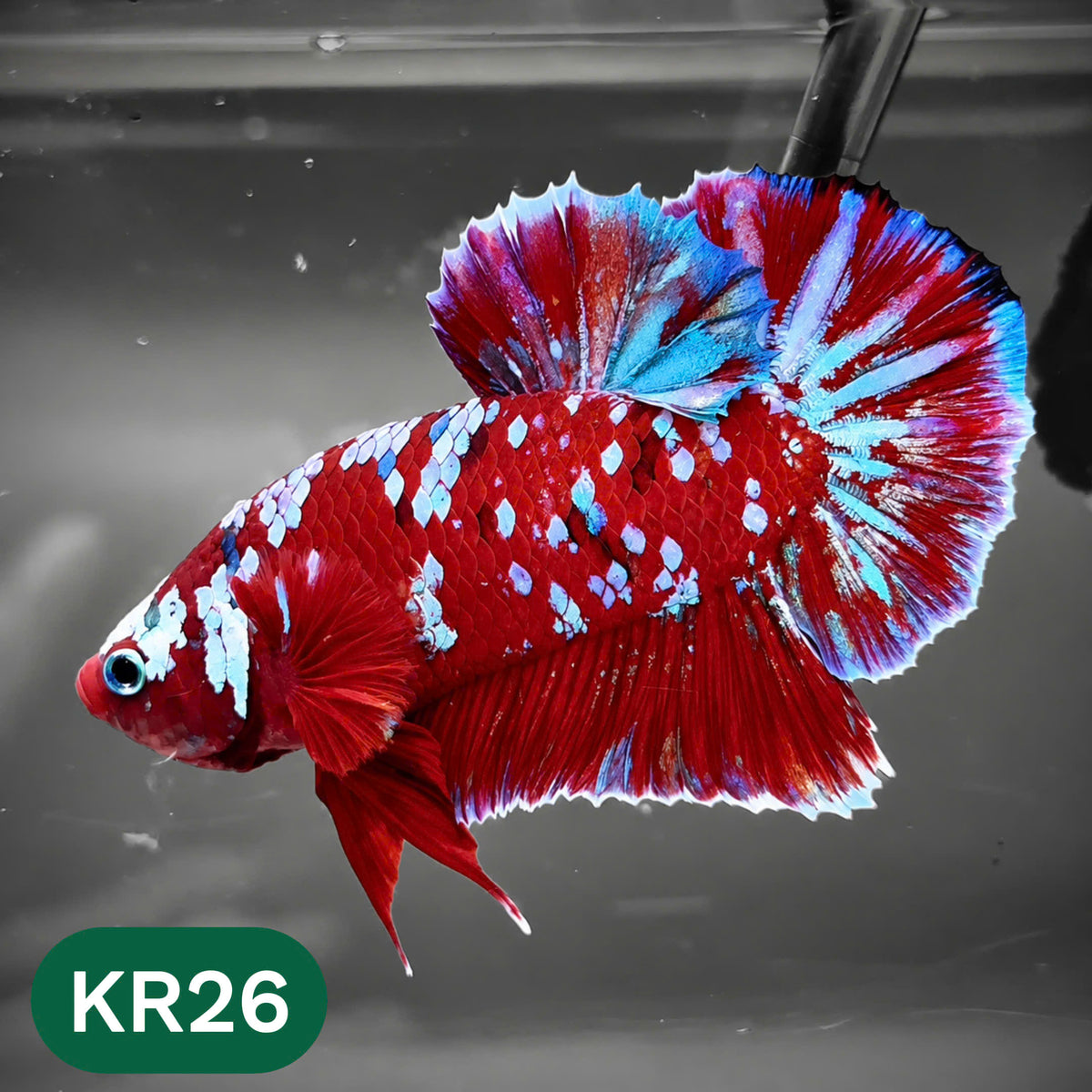 Golden Star Dust Galaxy Plakat Male Betta Fish | Super Rare | You Pick Fish