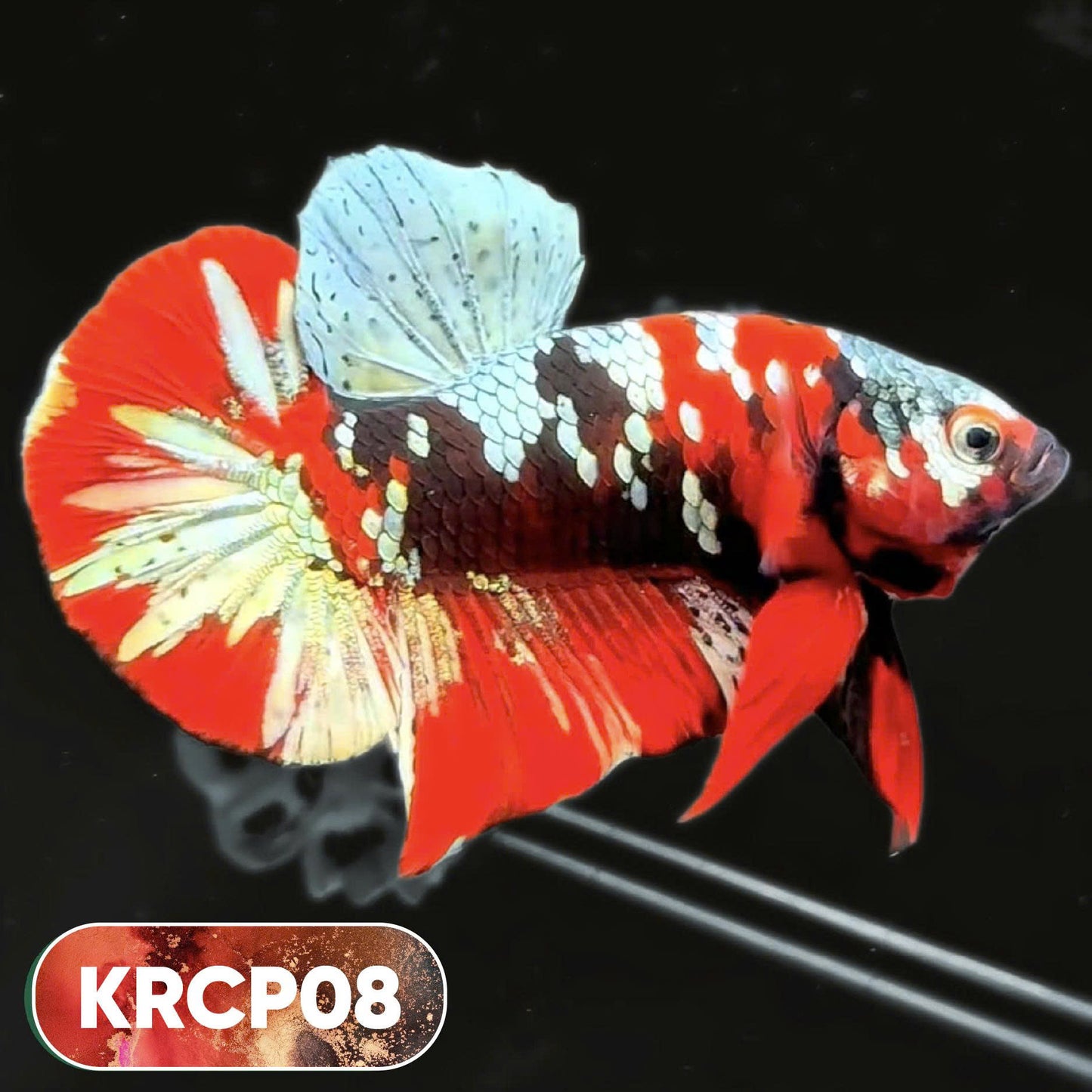 Koi Red Copper Plakat Male Betta Fish | You Pick Fish