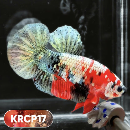Koi Red Copper Plakat Male Betta Fish | You Pick Fish