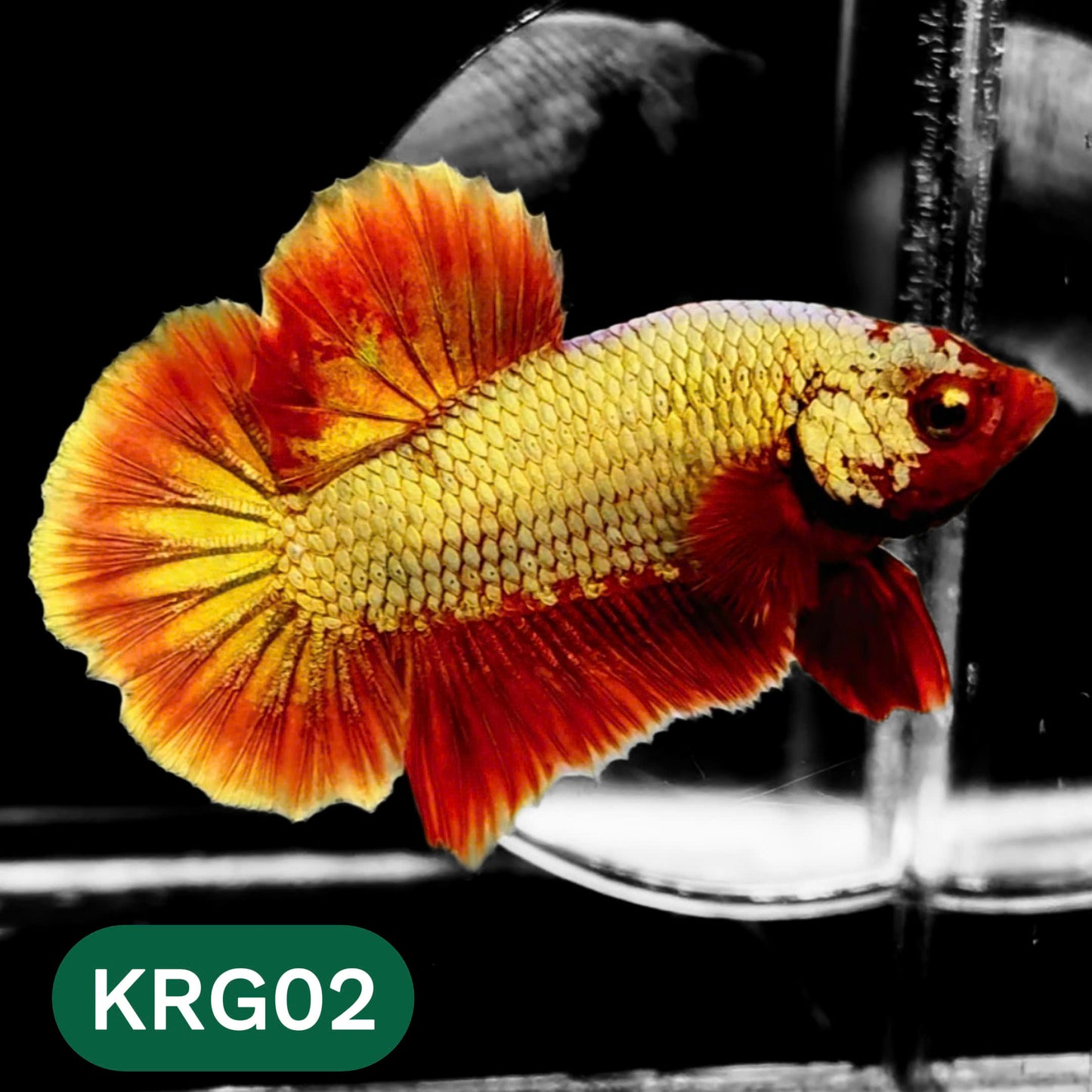 Koi Red Gold Galaxy Plakat Male Betta Fish | You Pick Fish