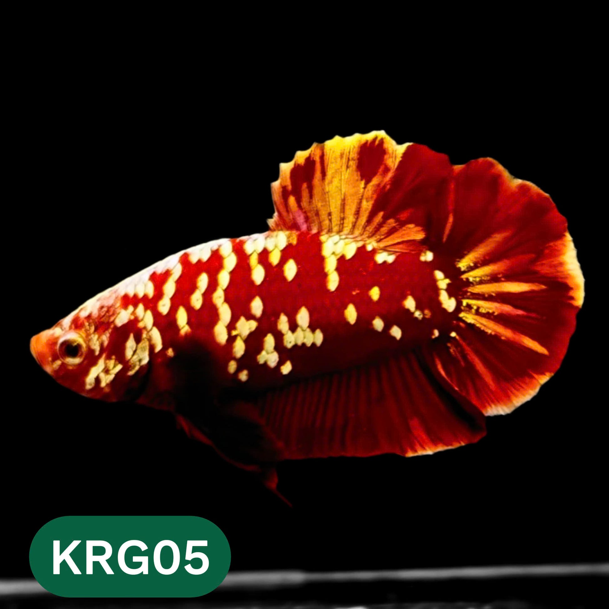 Koi Red Gold Galaxy Plakat Male Betta Fish | You Pick Fish