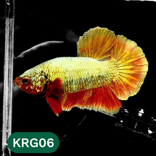 Koi Red Gold Galaxy Plakat Male Betta Fish | You Pick Fish