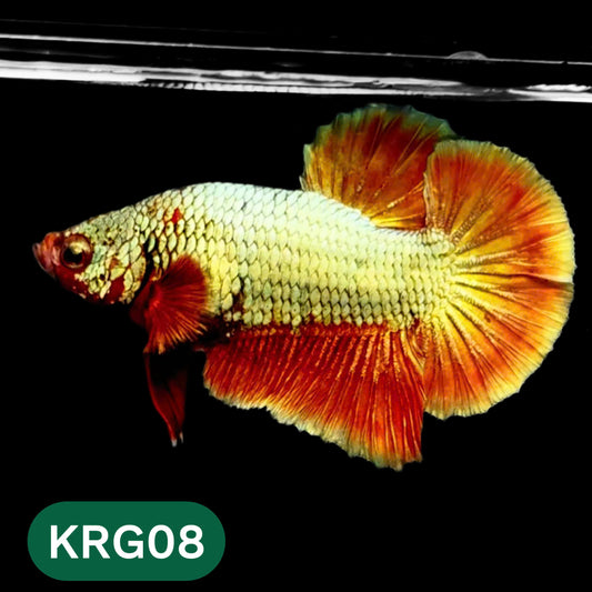 Koi Red Gold Galaxy Plakat Male Betta Fish | You Pick Fish