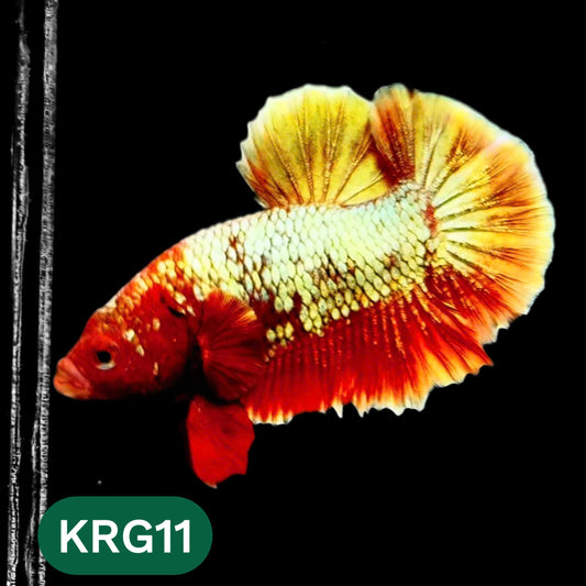 Koi Red Gold Galaxy Plakat Male Betta Fish | You Pick Fish