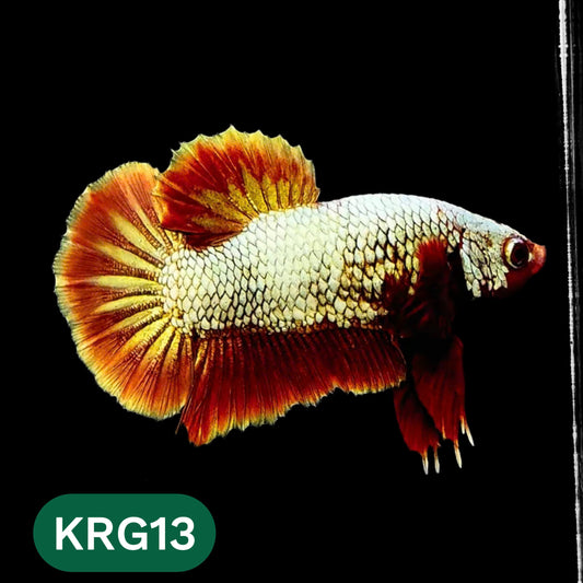 Koi Red Gold Galaxy Plakat Male Betta Fish | You Pick Fish