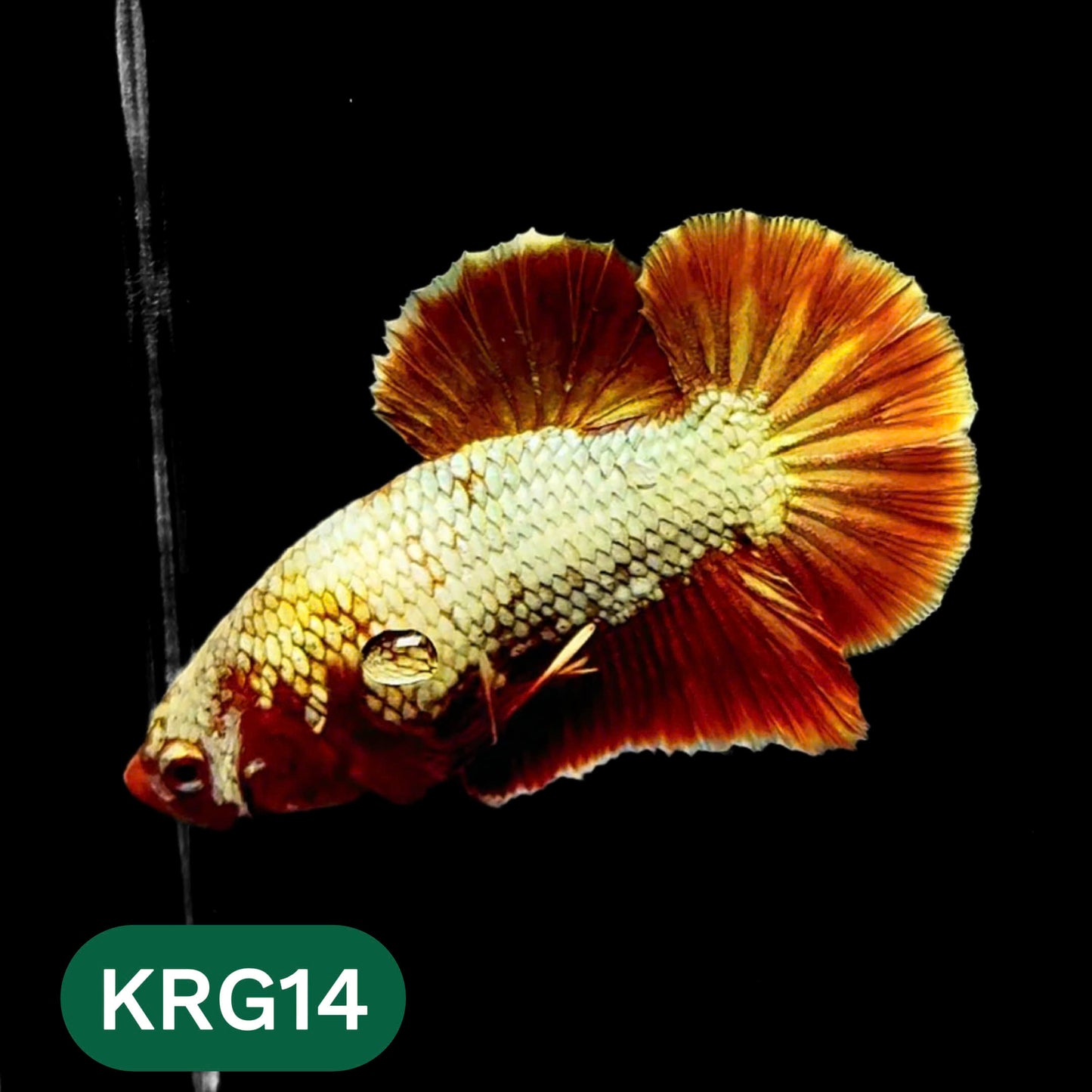 Koi Red Gold Galaxy Plakat Male Betta Fish | You Pick Fish