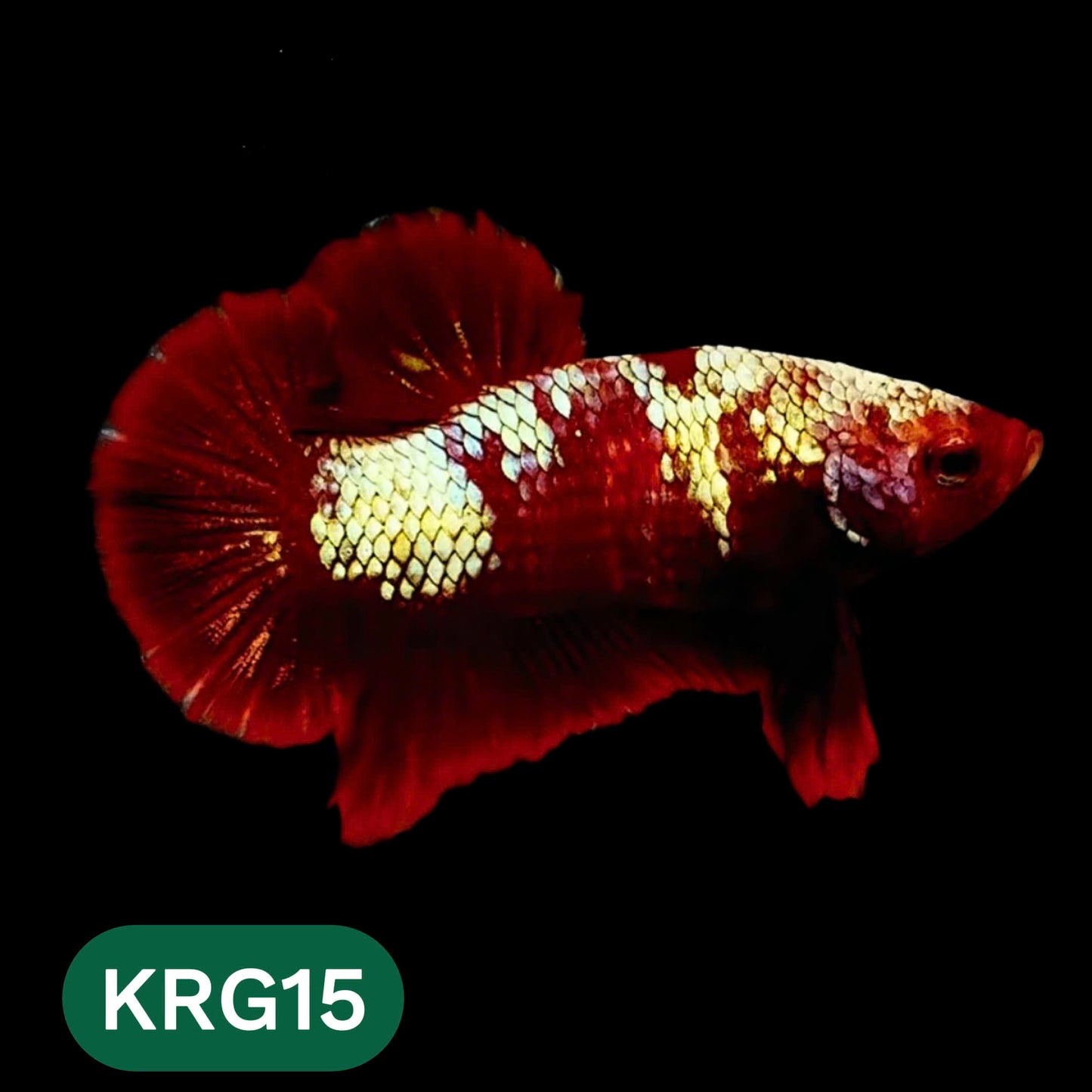 Koi Red Gold Galaxy Plakat Male Betta Fish | You Pick Fish
