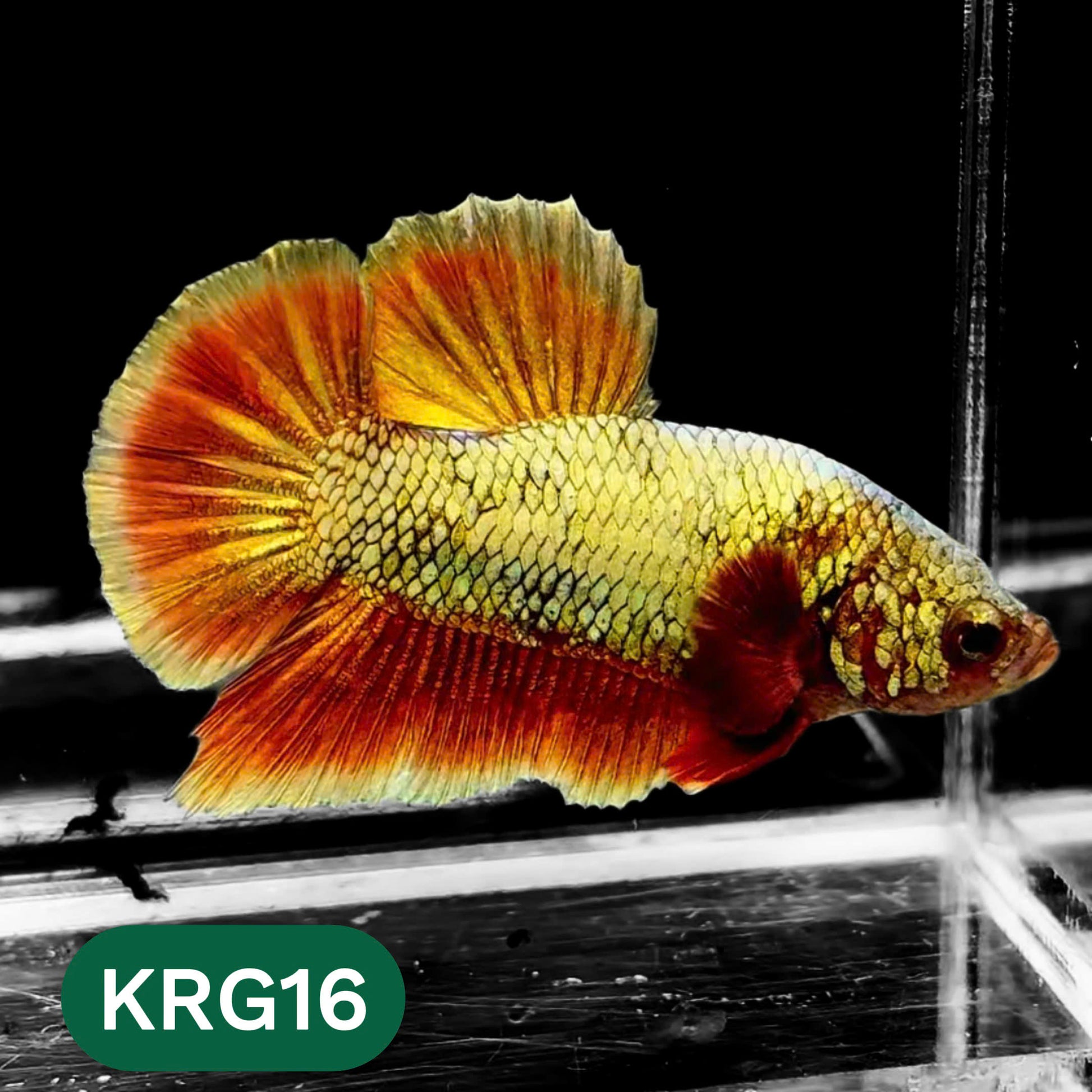 Koi Red Gold Galaxy Plakat Male Betta Fish | You Pick Fish