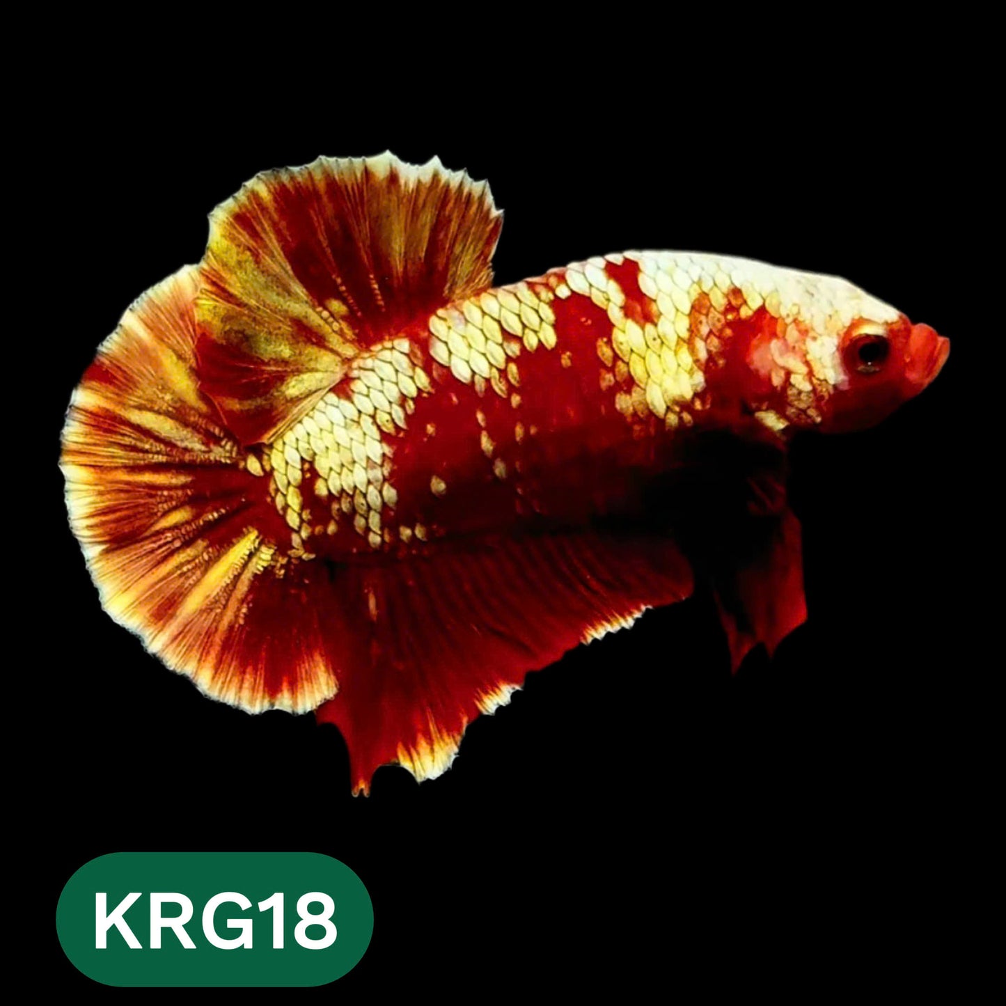 Koi Red Gold Galaxy Plakat Male Betta Fish | You Pick Fish