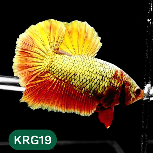 Koi Red Gold Galaxy Plakat Male Betta Fish | You Pick Fish