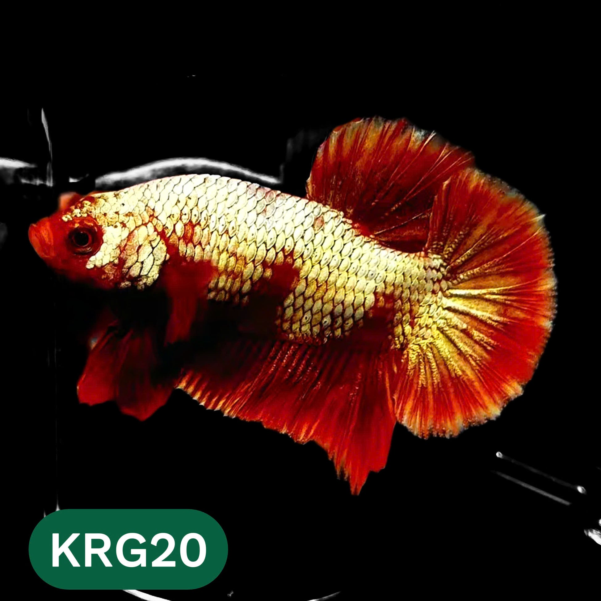 Koi Red Gold Galaxy Plakat Male Betta Fish | You Pick Fish
