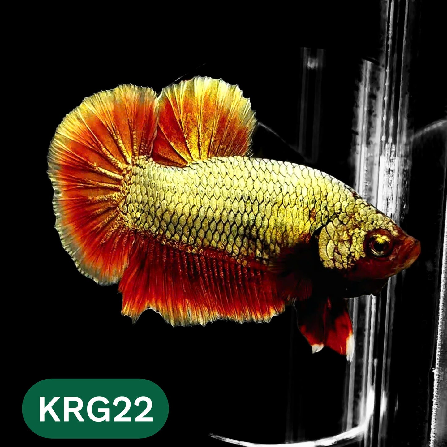 Koi Red Gold Galaxy Plakat Male Betta Fish | You Pick Fish