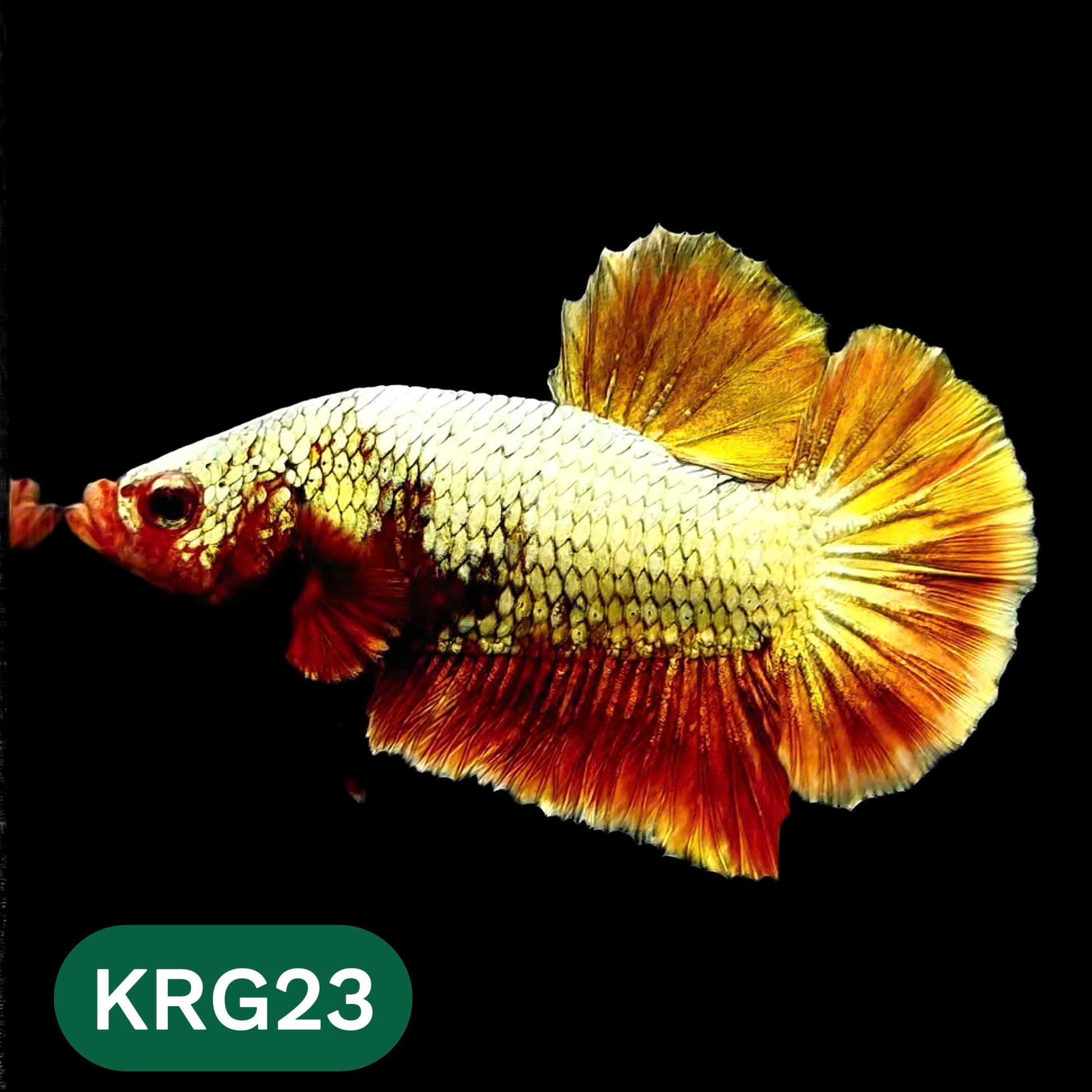 Koi Red Gold Galaxy Plakat Male Betta Fish | You Pick Fish
