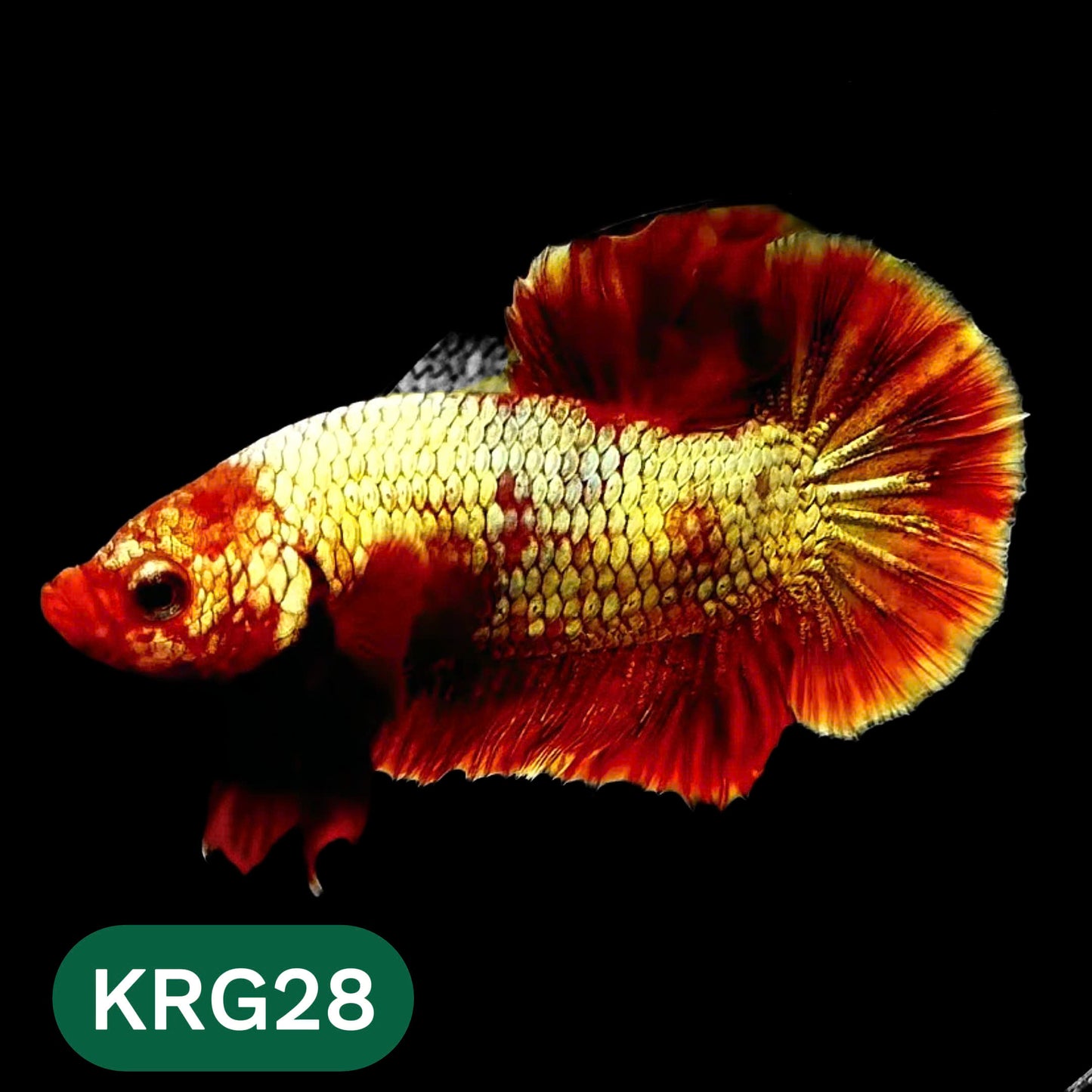Koi Red Gold Galaxy Plakat Male Betta Fish | You Pick Fish