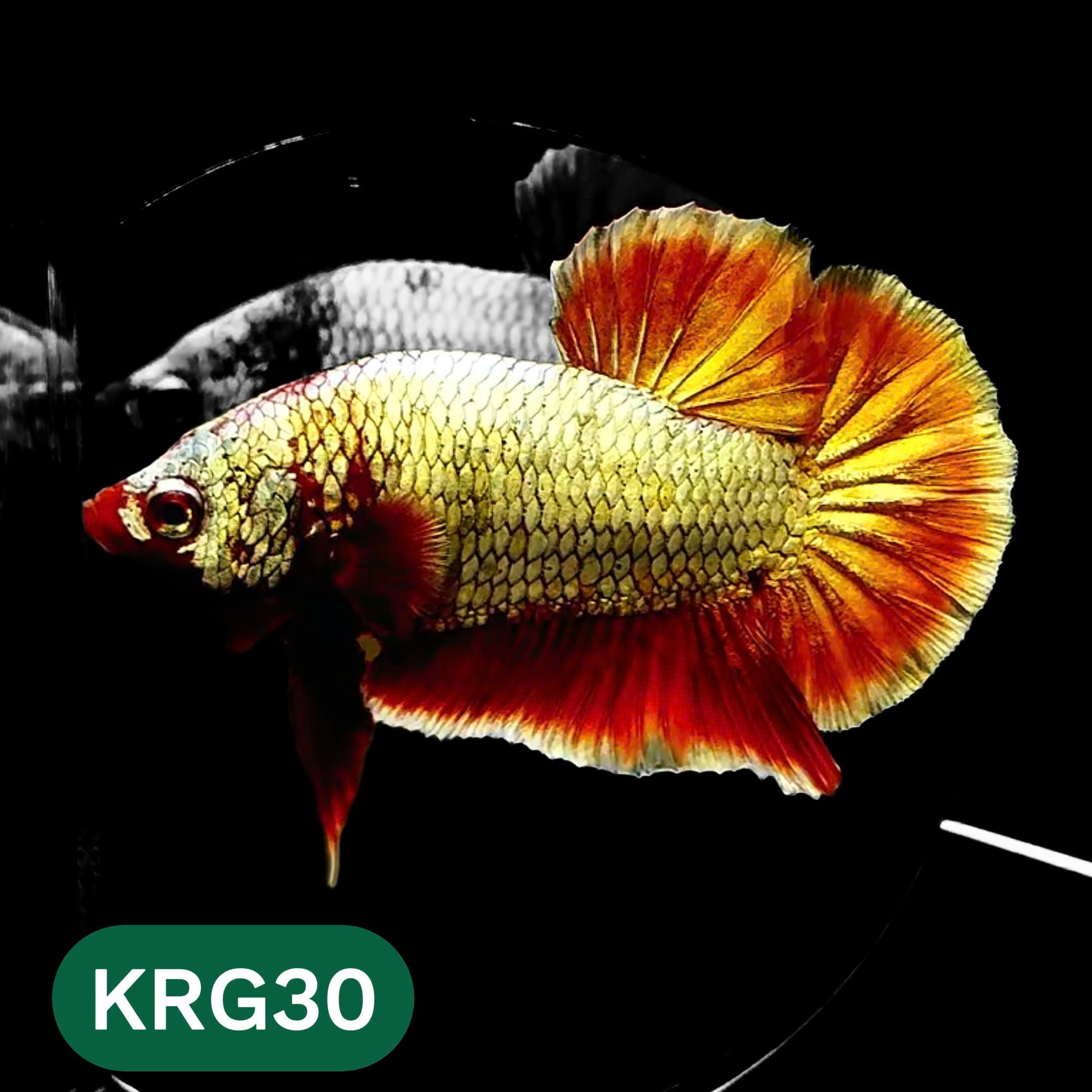 Koi Red Gold Galaxy Plakat Male Betta Fish | You Pick Fish