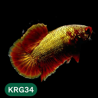 Koi Red Gold Galaxy Plakat Male Betta Fish | You Pick Fish