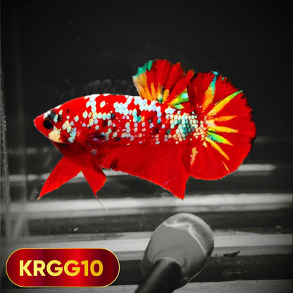 Golden Star Dust Galaxy Plakat Male Betta Fish | Super Rare | You Pick Fish