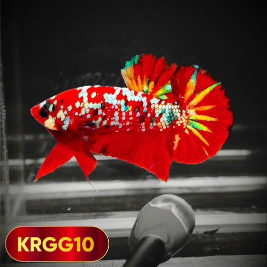 Golden Star Dust Galaxy Plakat Male Betta Fish | Super Rare | You Pick Fish