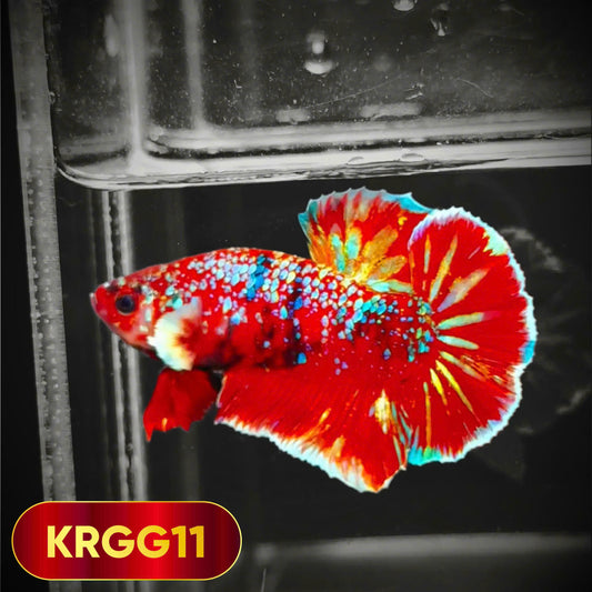 Golden Star Dust Galaxy Plakat Male Betta Fish | Super Rare | You Pick Fish