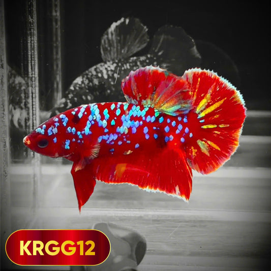 Golden Star Dust Galaxy Plakat Male Betta Fish | Super Rare | You Pick Fish