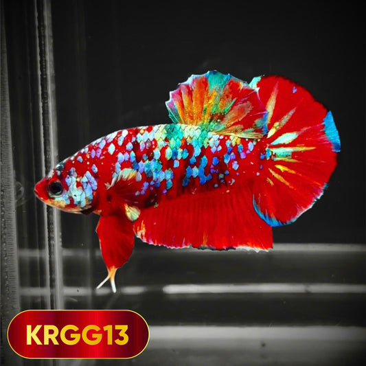 Golden Star Dust Galaxy Plakat Male Betta Fish | Super Rare | You Pick Fish