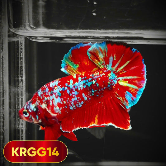 Golden Star Dust Galaxy Plakat Male Betta Fish | Super Rare | You Pick Fish