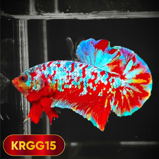 Golden Star Dust Galaxy Plakat Male Betta Fish | Super Rare | You Pick Fish