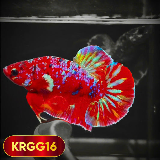 Golden Star Dust Galaxy Plakat Male Betta Fish | Super Rare | You Pick Fish