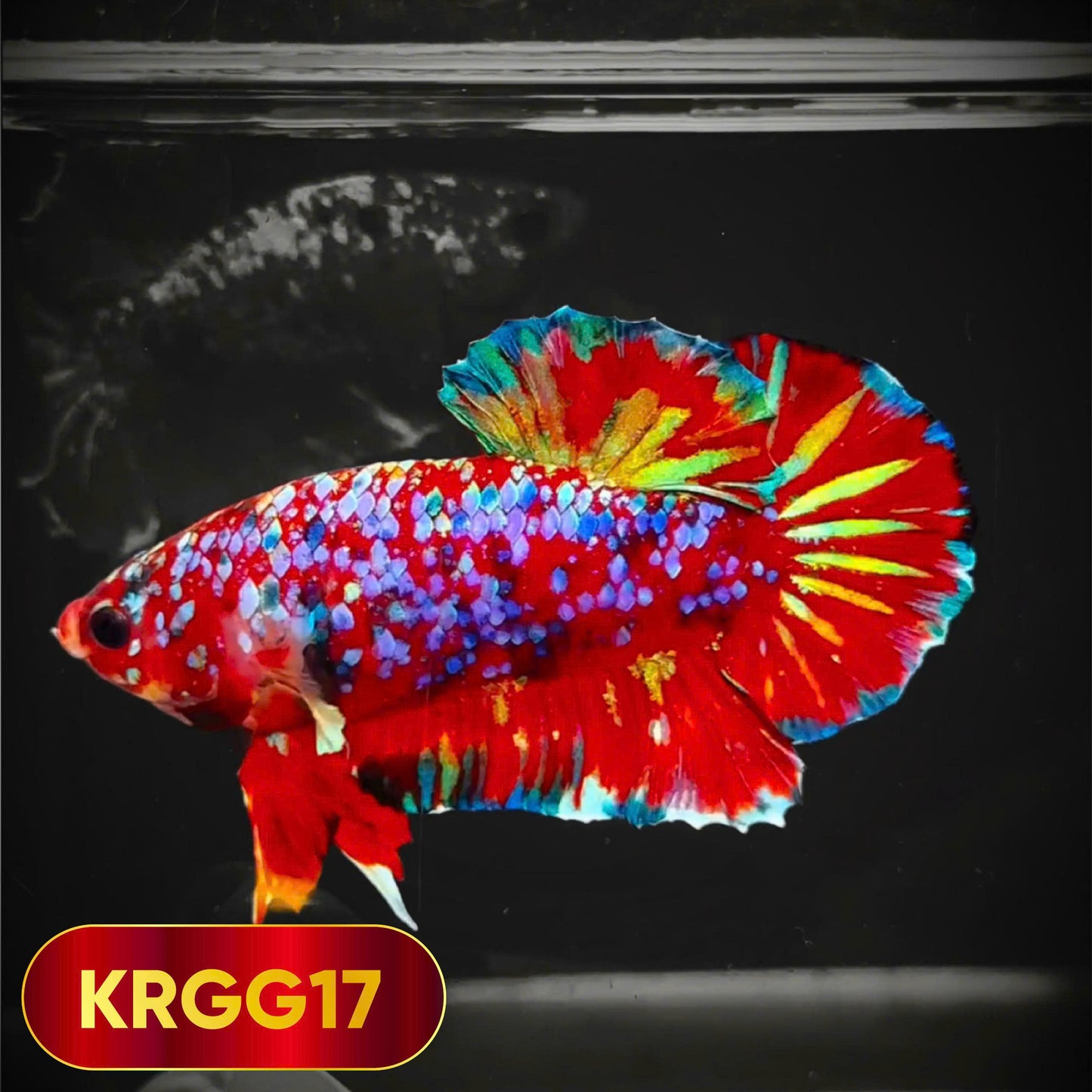 Golden Star Dust Galaxy Plakat Male Betta Fish | Super Rare | You Pick Fish