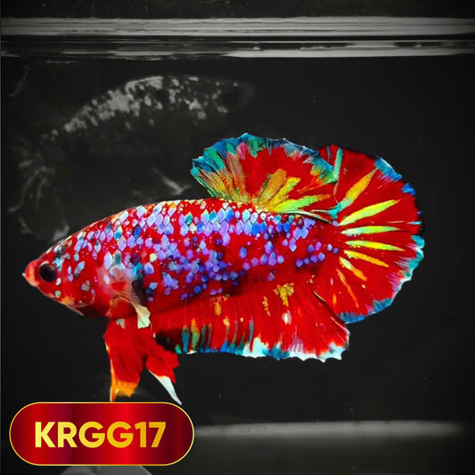 Golden Star Dust Galaxy Plakat Male Betta Fish | Super Rare | You Pick Fish