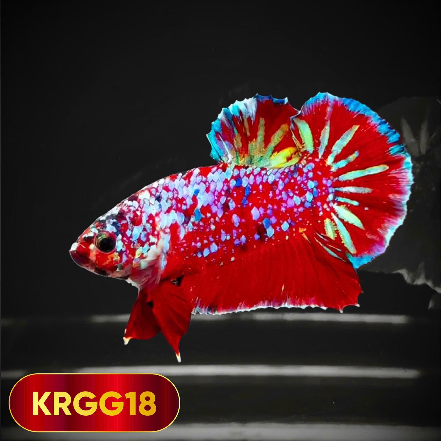 Golden Star Dust Galaxy Plakat Male Betta Fish | Super Rare | You Pick Fish