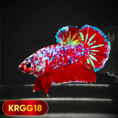 Golden Star Dust Galaxy Plakat Male Betta Fish | Super Rare | You Pick Fish