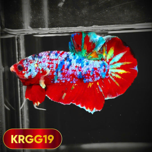 Golden Star Dust Galaxy Plakat Male Betta Fish | Super Rare | You Pick Fish