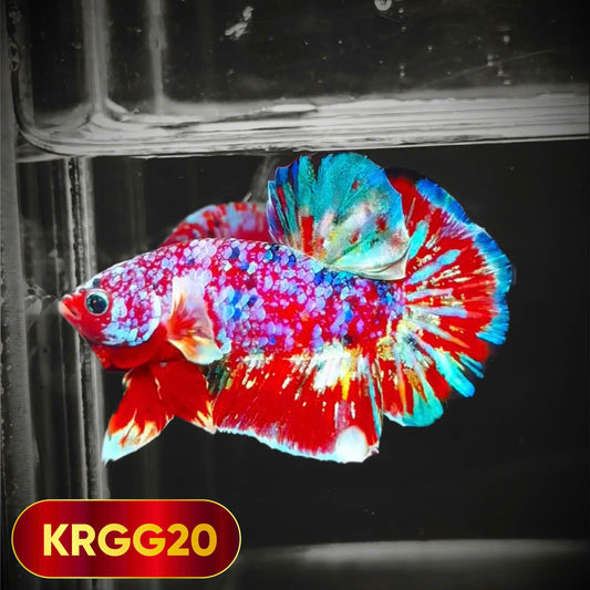 Golden Star Dust Galaxy Plakat Male Betta Fish | Super Rare | You Pick Fish