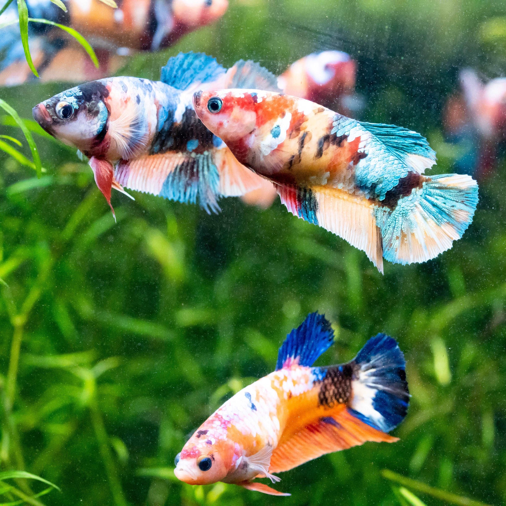 Female Betta Fish Koi Nemo Galaxy Plakat