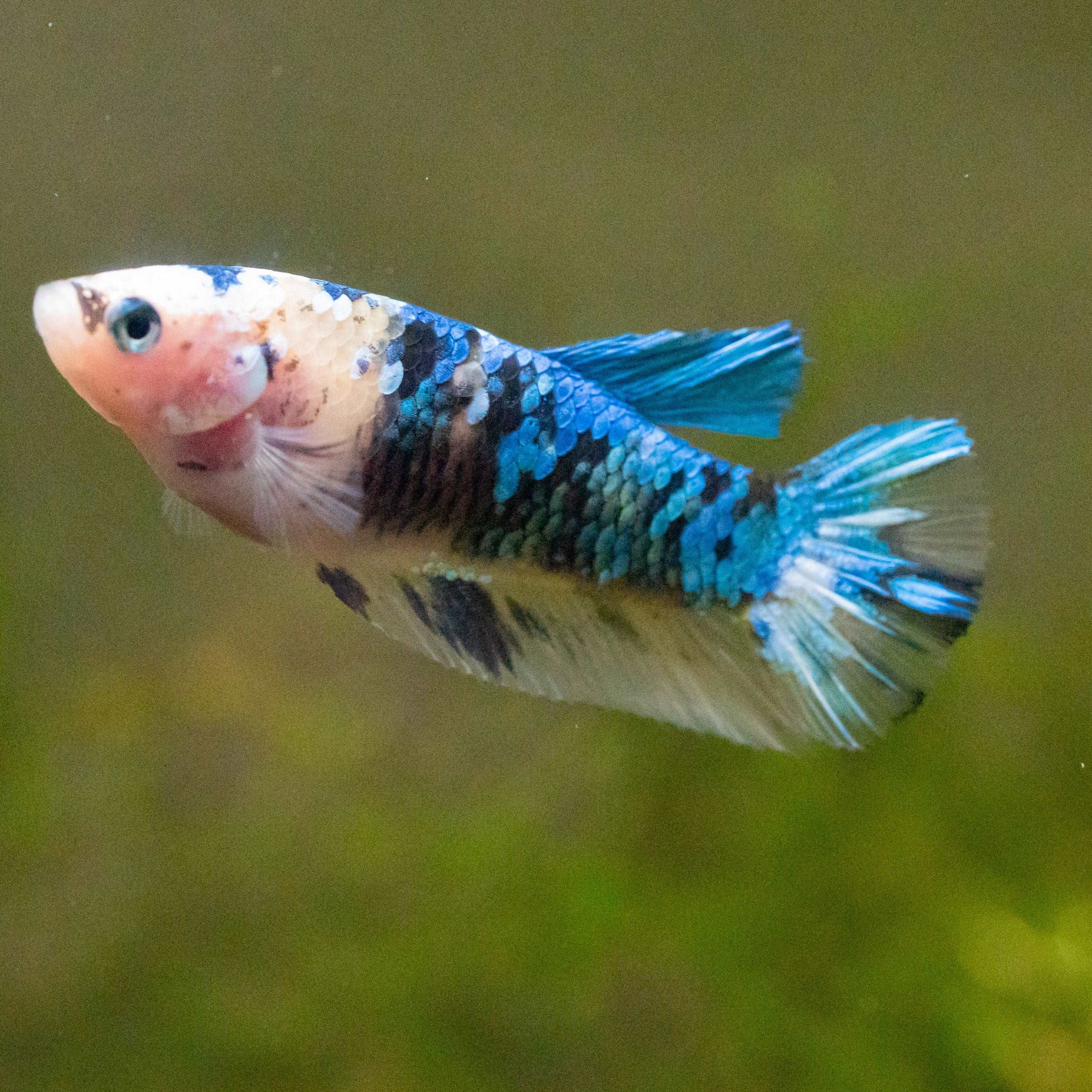 Female Betta Fish Koi Yellow Galaxy