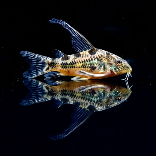 Long Fin Peppered Cory Catfish – Corydoras Paleatus