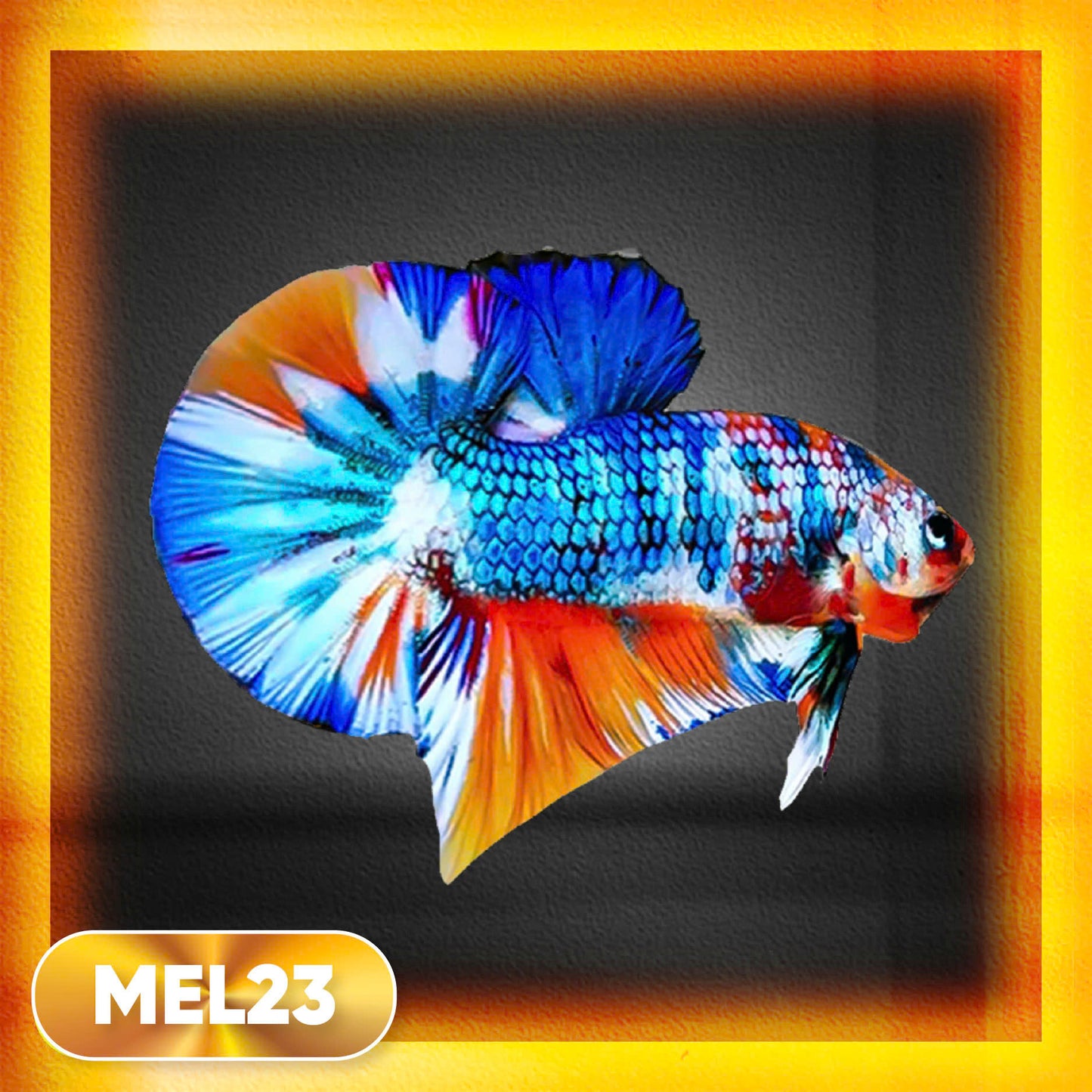 Metallic Plakat Betta Fish | You Pick Betta | Exotic Fish