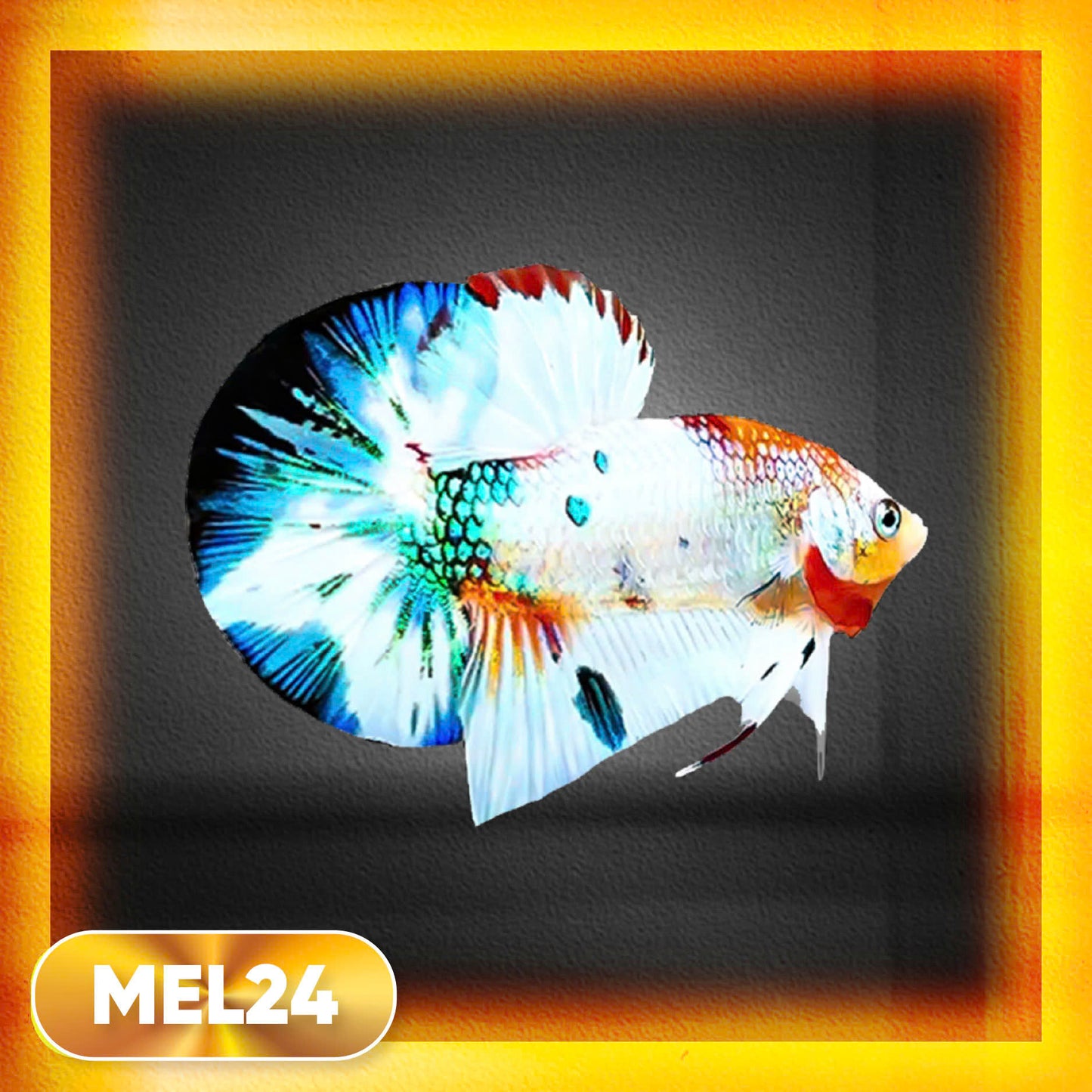 Metallic Plakat Betta Fish | You Pick Betta | Exotic Fish