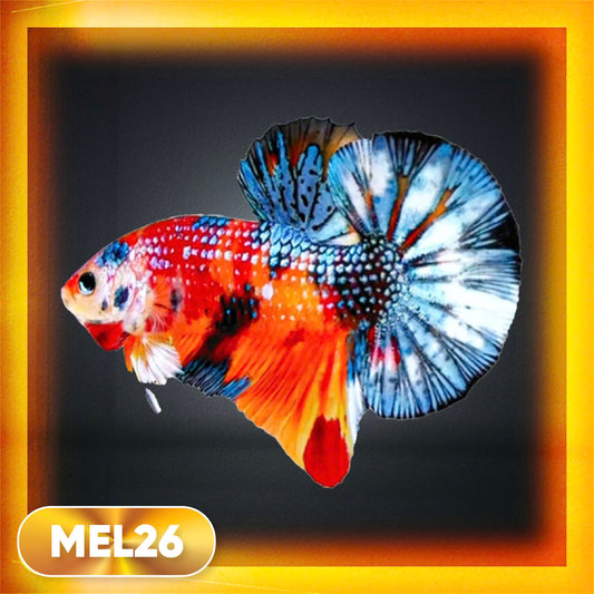 Metallic Plakat Betta Fish | You Pick Betta | Exotic Fish