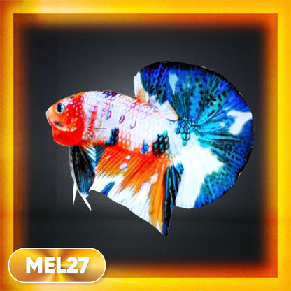 Metallic Plakat Betta Fish | You Pick Betta | Exotic Fish