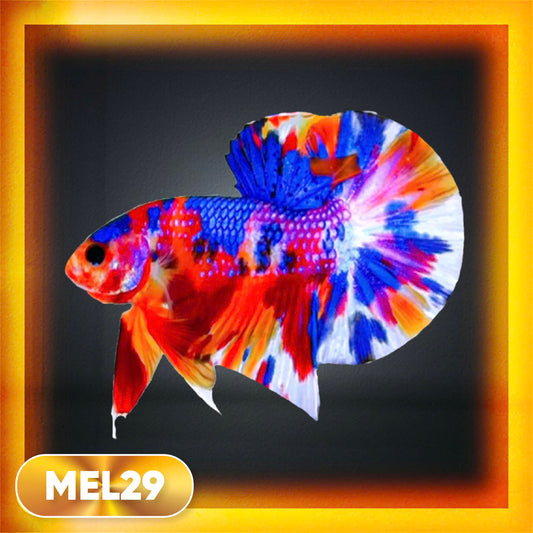 Metallic Plakat Betta Fish | You Pick Betta | Exotic Fish