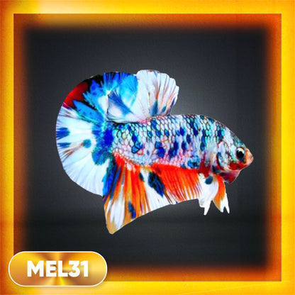 Metallic Plakat Betta Fish | You Pick Betta | Exotic Fish